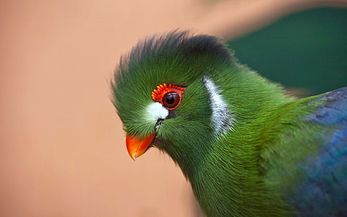 Aves, Turaco de mejillas blancas, Ave, Etiopía, Quetzal de Guatemala, Fondo de pantalla HD HD wallpaper
