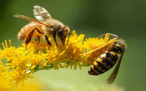 пчела, пчелы, цветок, цветы, насекомое, HD обои HD wallpaper
