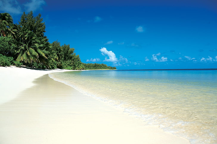 white sand beach shoreline, beach, tropics, sand, white, palm trees, relax, HD wallpaper