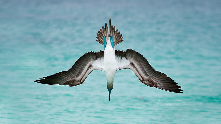 fokus dangkal pada burung putih dan hitam, booby kaki biru, burung laut, 4K, Wallpaper HD