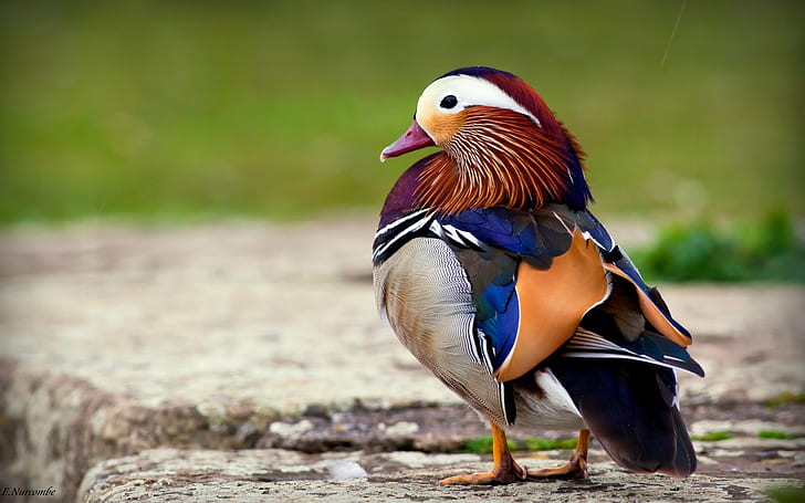Beautiful feathers of the mandarin duck, Beautiful, Feathers, Duck, HD wallpaper