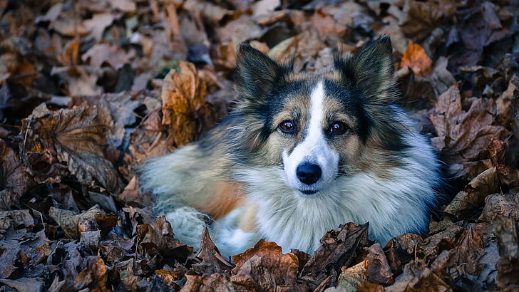 трехцветная собака средней окраски, длинношерстная бело-коричневая собака, животные, собака, листья, HD обои