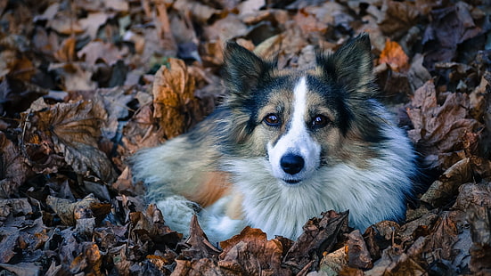cane tricolore a pelo medio, cane bianco e marrone chiaro a pelo lungo, animali, cane, foglie, Sfondo HD HD wallpaper