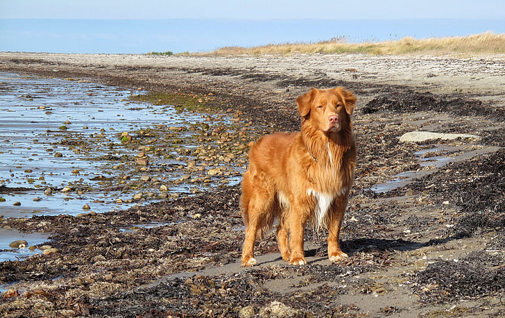 beach, coastal, dog, toller, HD wallpaper