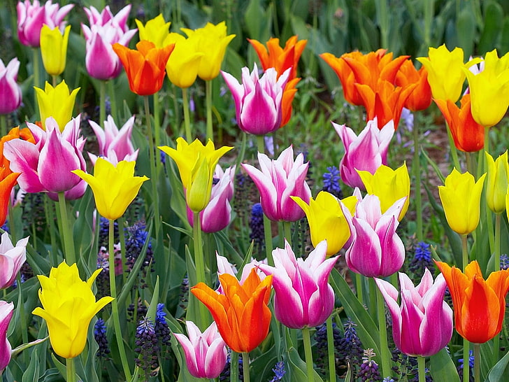 letto di tulipani, tulipani, corona, muscari, fiori, aiuola, bellezza, Sfondo HD