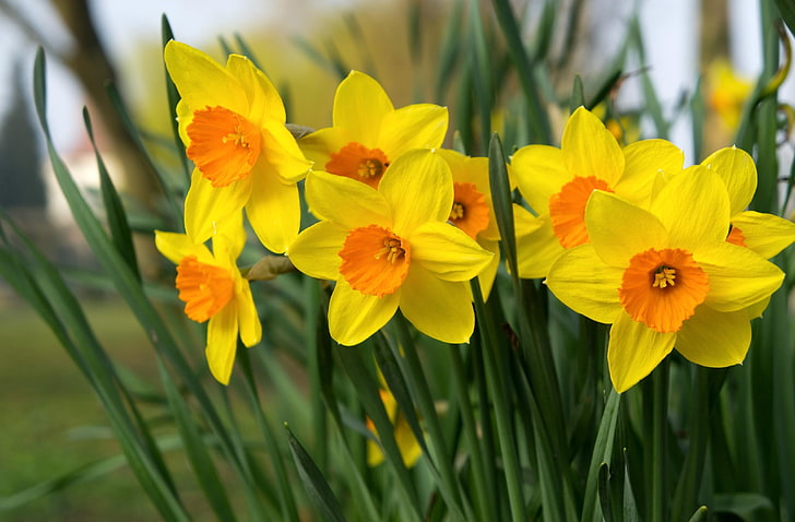 flores amarillas y anaranjadas, narcisos, flores, brillante, macizo de flores, primavera, Fondo de pantalla HD