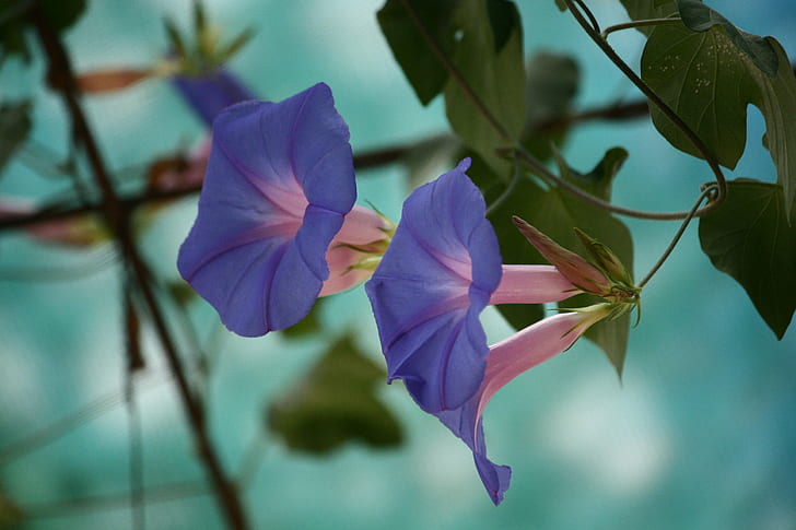 การถ่ายภาพโฟกัสตื้นของดอกผักบุ้งสีม่วงโฟกัสตื้นการถ่ายภาพผักบุ้งสีม่วงดอกไม้, วอลล์เปเปอร์ HD