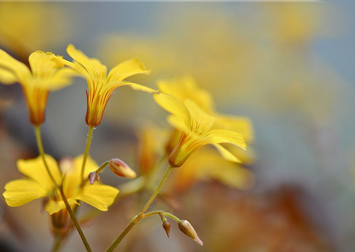 yellow flowers, macro, flowers, petals, buds, blurring, HD wallpaper