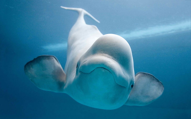 Animal, Beluga Whale, HD wallpaper