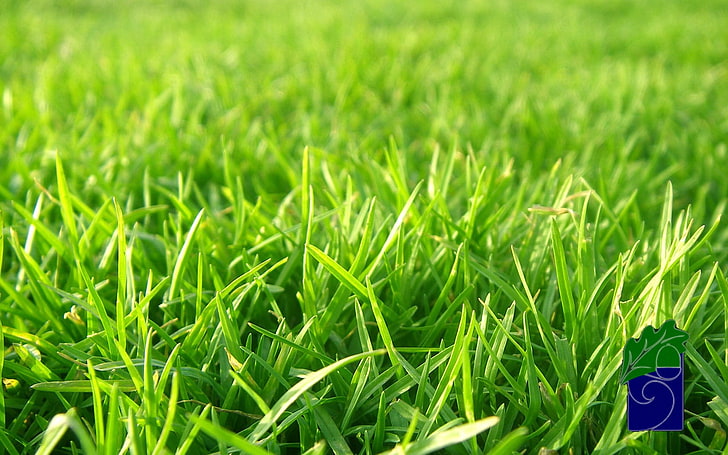 Foto des selektiven Fokus von grünen Gräsern, Nahaufnahmefoto der grünen Rasenfläche, Gras, HD-Hintergrundbild