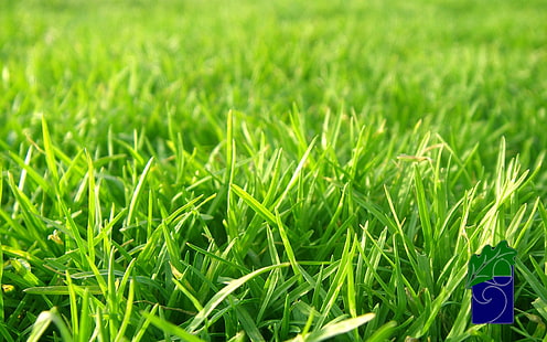 снимка на селективен фокус на зелени треви, снимка отблизо на поле със зелена трева, трева, HD тапет HD wallpaper