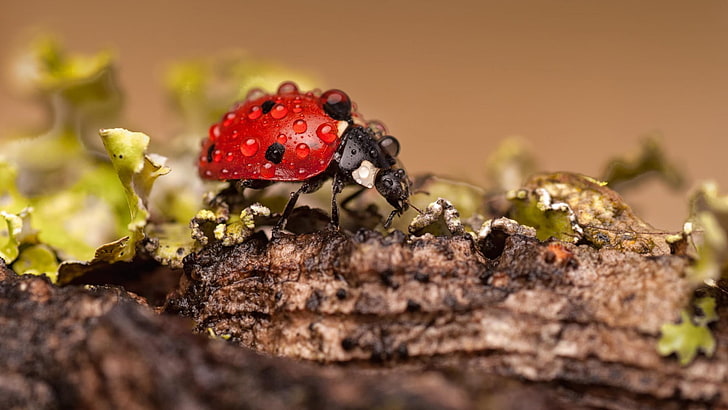 roter Marienkäfer, Marienkäfer, Makro, Insekt, Wassertropfen, HD-Hintergrundbild