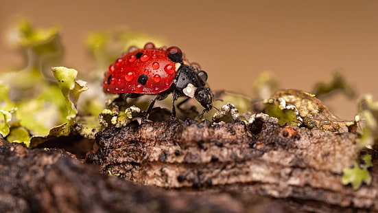 red ladybug, ladybugs, macro, insect, water drops, HD wallpaper HD wallpaper