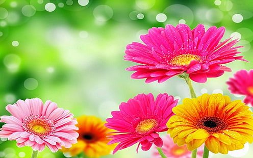 ดอกไม้, เยอบีร่า, โบเก้, ดอกไม้, ธรรมชาติ, ดอกไม้สีชมพู, ฤดูใบไม้ผลิ, ดอกไม้สีเหลือง, วอลล์เปเปอร์ HD HD wallpaper