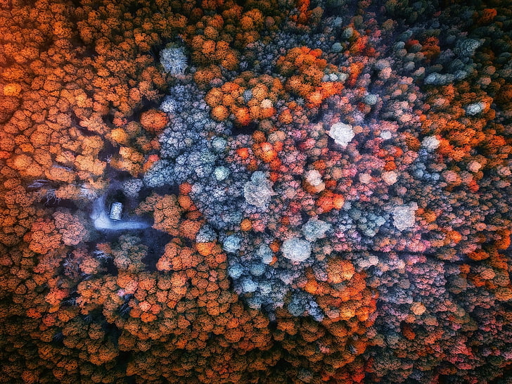 musim gugur, hutan, pohon, rumah, pemandangan dari atas, Wallpaper HD