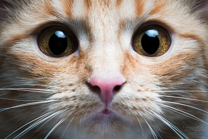 Mata kucing hidung, mata, moncong, kumis, hidung, kucing, Stefan Häusler, Wallpaper HD