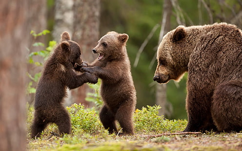 لعبة الدب الأشبال ، الغابة ، الدب الأشيب مع شبلين ، دب ، أشبال ، لعب ، لعبة ، غابة، خلفية HD HD wallpaper