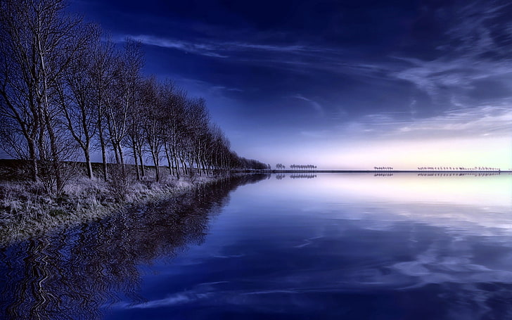 black trees and body of water, trees, row, lake, reflection, evening, sky, HD wallpaper