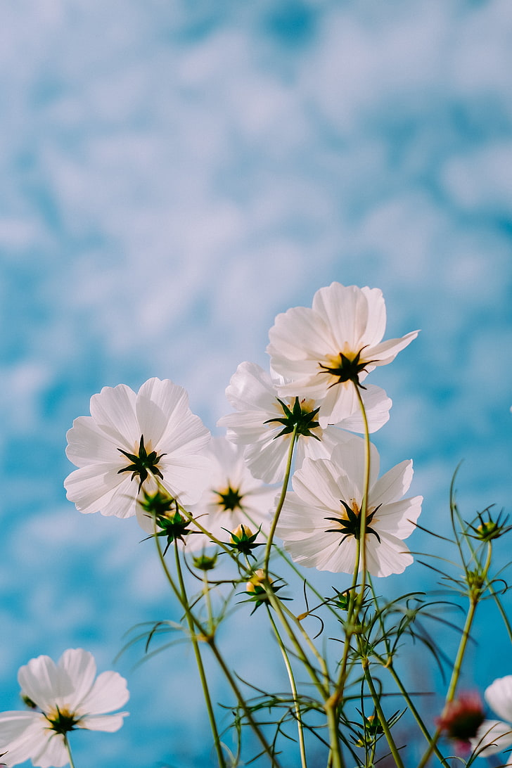 white petaled flower, cosmos, flowers, white, petals, sky, summer, HD wallpaper