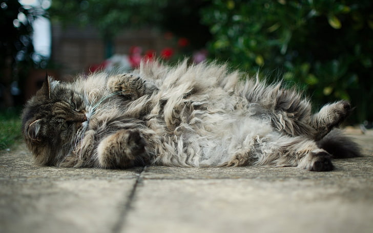 long-fur gray cat, cat, fat, fluffy, down, playful, HD wallpaper