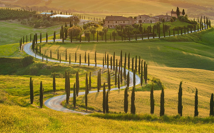 Italien olivträd, Italien, toskansk, olivträd, grönt fält, vacker natur, landskap, solljus, hus, HD tapet