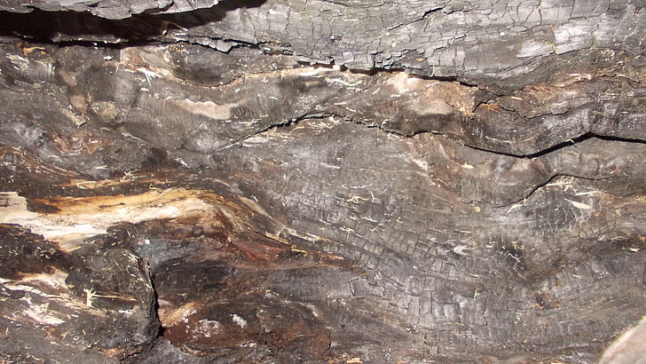 texture, bark, wood, old, hollow, HD wallpaper