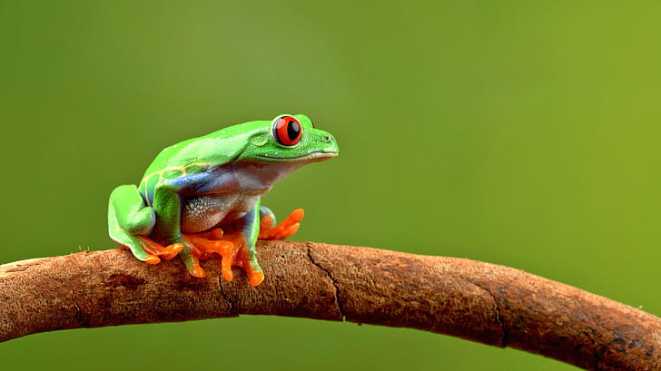 green toad on branch, Hello, Monday, green toad, branch, red eyed tree frog, amphibian, Captive, Light, Nikon D810, Tamron, 90mm, Macro, frog, animal, tree Frog, nature, wildlife, tropical Rainforest, green Color, close-up, HD wallpaper