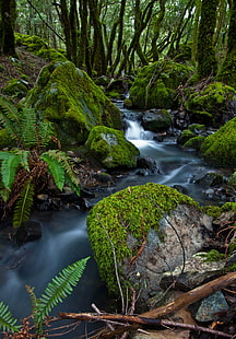 การถ่ายภาพแม่น้ำในป่าที่ล้อมรอบด้วยหินที่ปกคลุมไปด้วยมอสสีเขียว, กระแส, การถ่ายภาพ, แม่น้ำป่า, หิน, Mt Tamalpais, ธรรมชาติ, น้ำตก, ป่า, แม่น้ำ, ต้นไม้, น้ำ, กลางแจ้ง, ภูมิประเทศ, สีเขียว, ใบไม้, ป่าฝนเขตร้อน, ความสด, ทัศนียภาพความงามในธรรมชาติ, วอลล์เปเปอร์ HD HD wallpaper