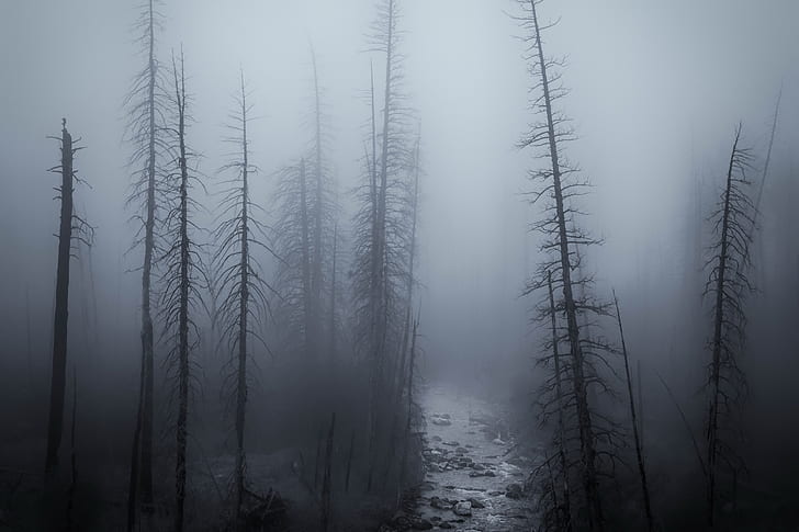 floresta, noite, nevoeiro, HD papel de parede