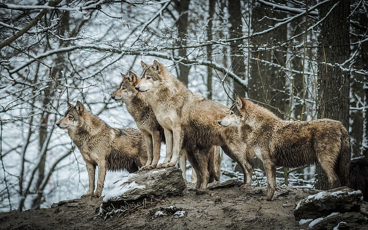 животные, живая природа, волк, HD обои