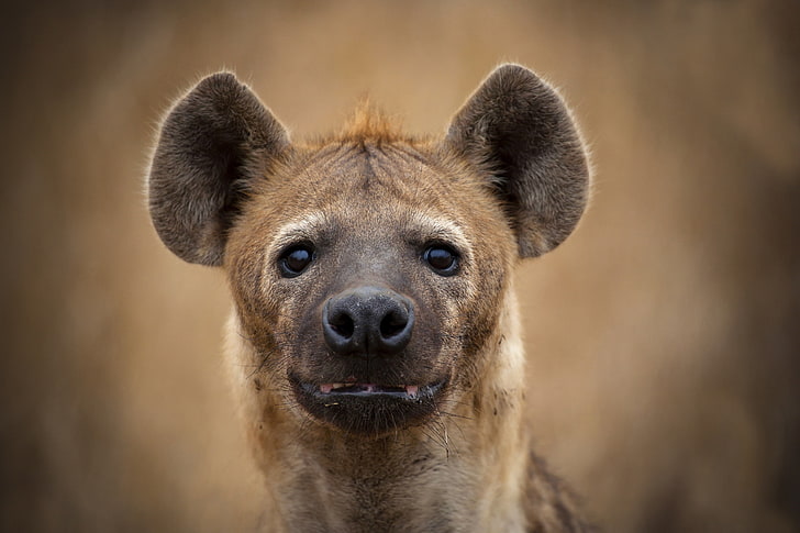 brown Hyena, look, face, hyena, HD wallpaper