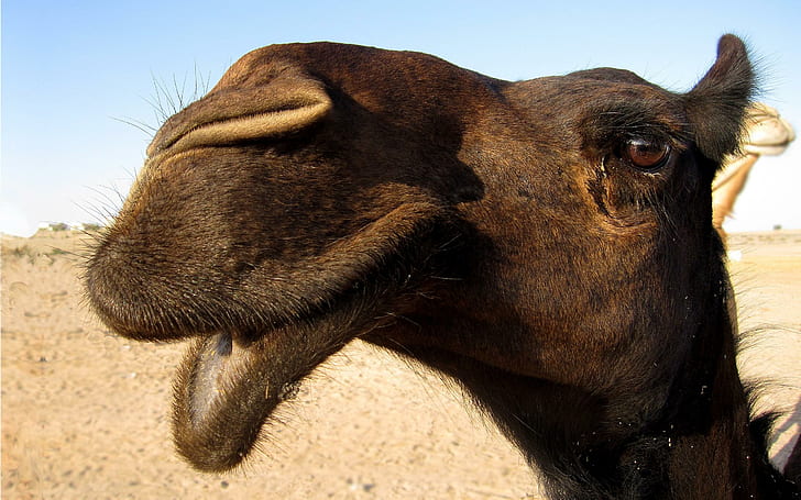 Not A Pa For Leo 19, черна и кафява камила, изглеждаща, животни, камили, ферма, пустиня, забавна, сладка, HD тапет