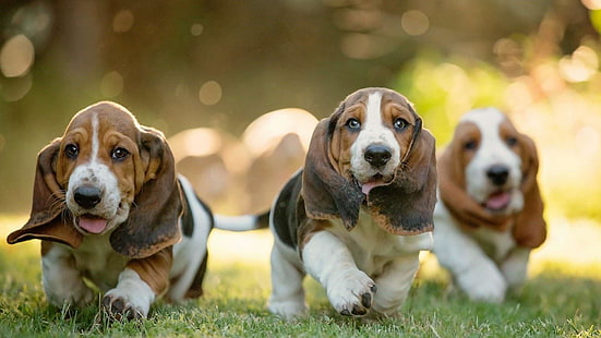 puppies, doggie, dogs, basset hound, cute, grass, ears, HD wallpaper HD wallpaper