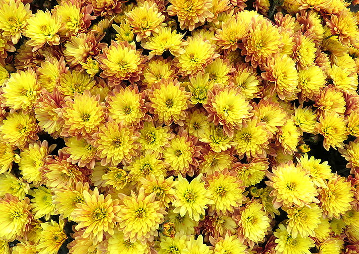 yellow, flowers, yellow flowers, plants, HD wallpaper