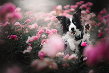 Кучета, бордър коли, куче, цвете, домашен любимец, HD тапет HD wallpaper