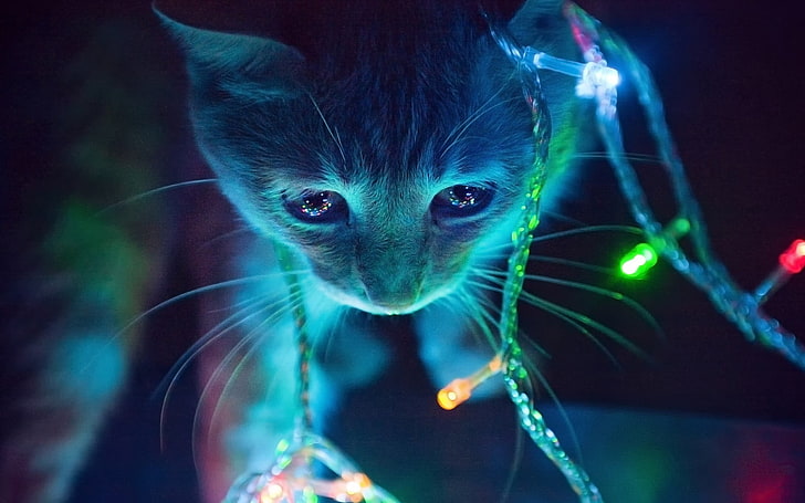 緑とピンクの文字列ライト、オレンジ色のぶち猫、猫、ネオン、ライト、マクロ、動物、クリスマスライト、輝く、ネオンの光の浅いフォーカス写真、 HDデスクトップの壁紙