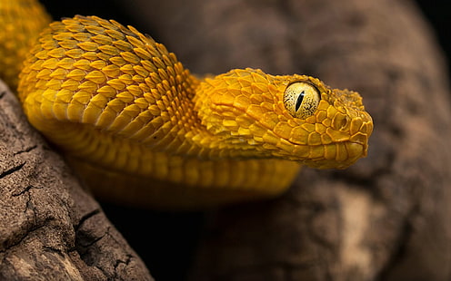 Reptile Atheris Squamigera Bush Viper Poisonous Species Of Endemic Species To West And Central Africa Hd Wallpapers For Desktop Mobile Phones 3840×2400, HD wallpaper HD wallpaper