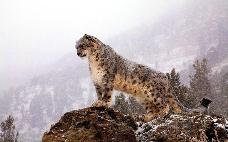 животни, снежни леопарди, леопард (животно), HD тапет