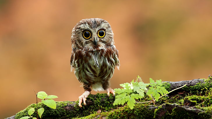 brown and gray western screech owl on top of tree root with moss, Owl, chicken, forest, eyes, HD wallpaper