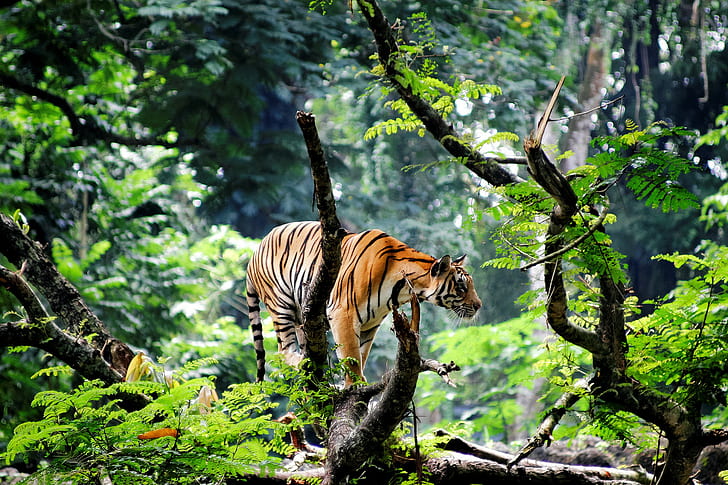 Tiger in the jungle, Asia, india, the jungle, the young tiger, HD wallpaper