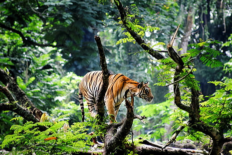 Тигр в джунглях, азия, индия, джунгли, молодой тигр, HD обои HD wallpaper