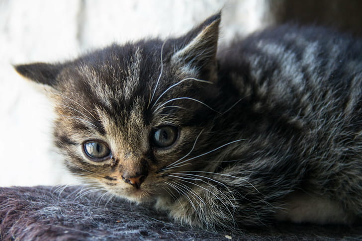 photography of brown Tabby kitten, Kitten, photography, brown Tabby, animal, katt, exif, model, canon eos, 760d, geo, country, camera, city, focal_length, 70 mm, iso_speed, aperture, ƒ / 5, geo:location, lens, ef, s18, f/3.5, state, canon, domestic Cat, pets, cute, fur, mammal, domestic Animals, HD wallpaper
