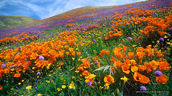 Калифорнийски макове, долина Антилопа, Калифорния, пролет / лято, HD тапет