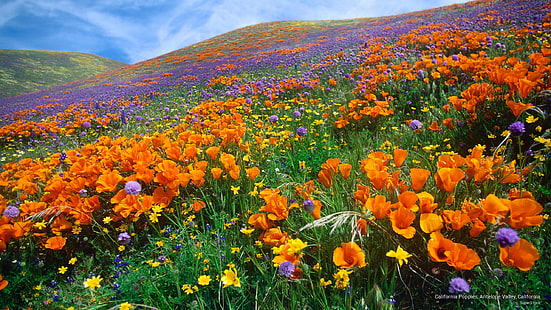 Papoilas da Califórnia, Vale do Antílope, Califórnia, Primavera / Verão, HD papel de parede HD wallpaper