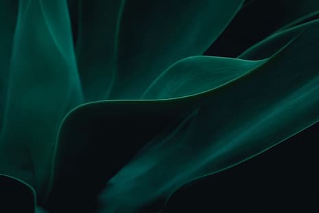 абстрактно, листа, зелен, тъмен, сянка, вълни, кактус, близък план, макрос, природа, HD тапет HD wallpaper
