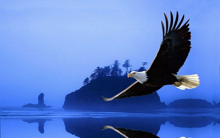 Adler, Tiere, Vögel, HD-Hintergrundbild