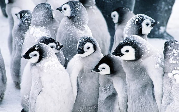 เด็กคริสต์มาสน่ารักน้ำแข็งเพนกวิน, วอลล์เปเปอร์ HD