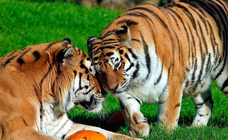 Амурские тигры, двое взрослых бенгальских тигров, животные, дикие, тигры, амур, HD обои