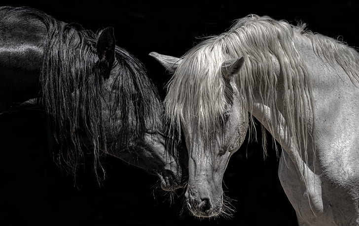 животни, кон, черен фон, черно, бяло, HD тапет