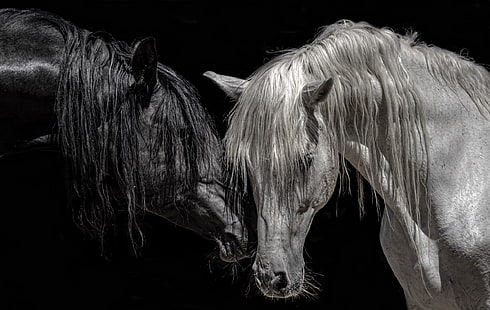 الحيوانات ، الحصان ، خلفية سوداء ، أسود ، أبيض، خلفية HD HD wallpaper